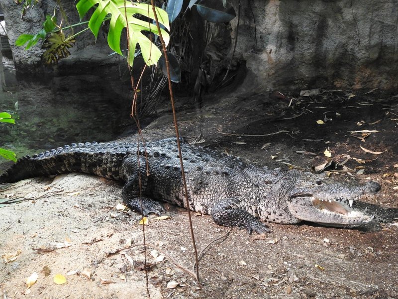 Bečki zoološki vrt Schönbrunn