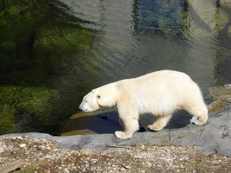 Bečki zoološki vrt Schönbrunn