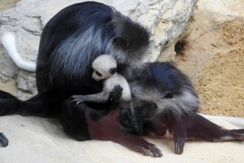 Bečki zoološki vrt Schönbrunn