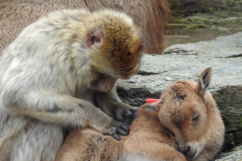 Bečki zoološki vrt Schönbrunn