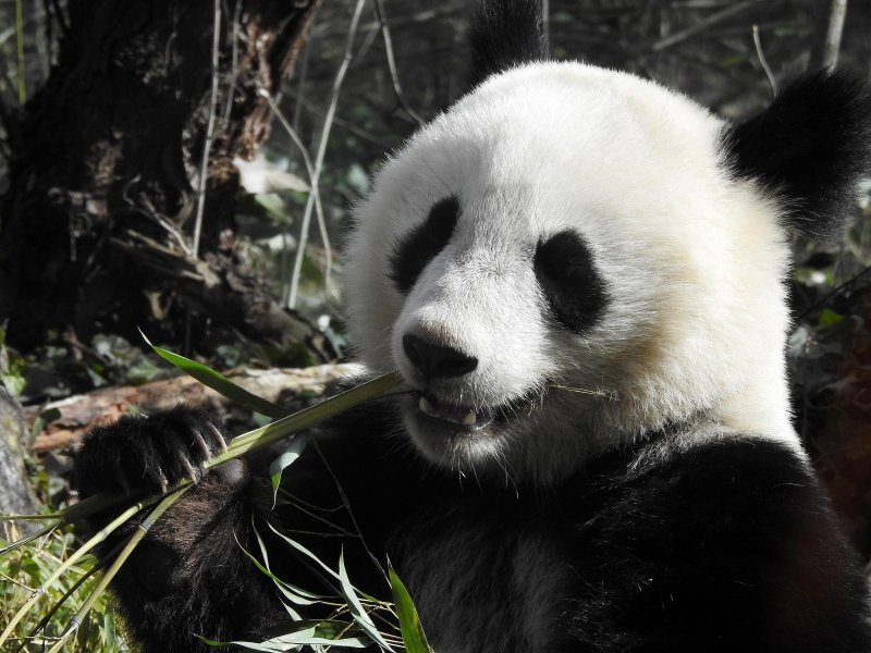 Bečki zoološki vrt Schönbrunn