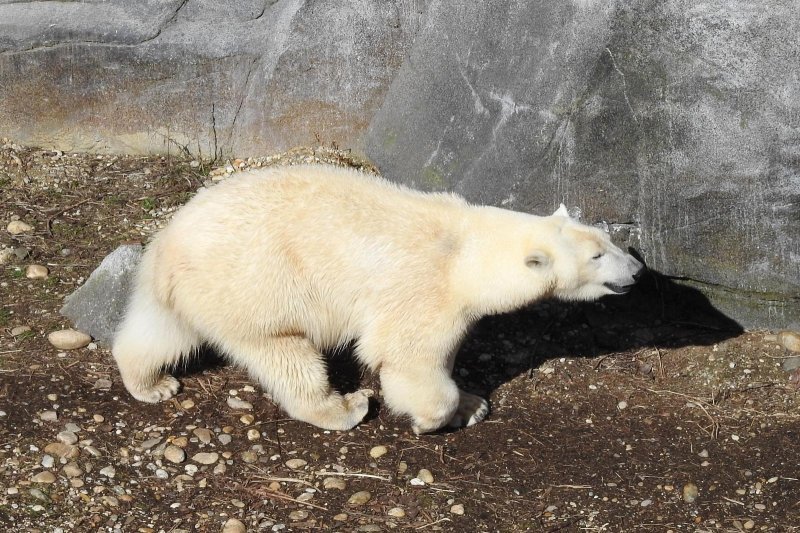 Bečki zoološki vrt Schönbrunn