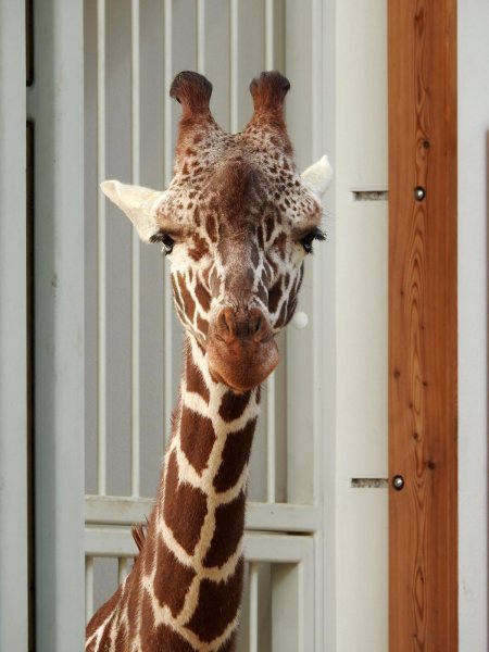 Bečki zoološki vrt Schönbrunn