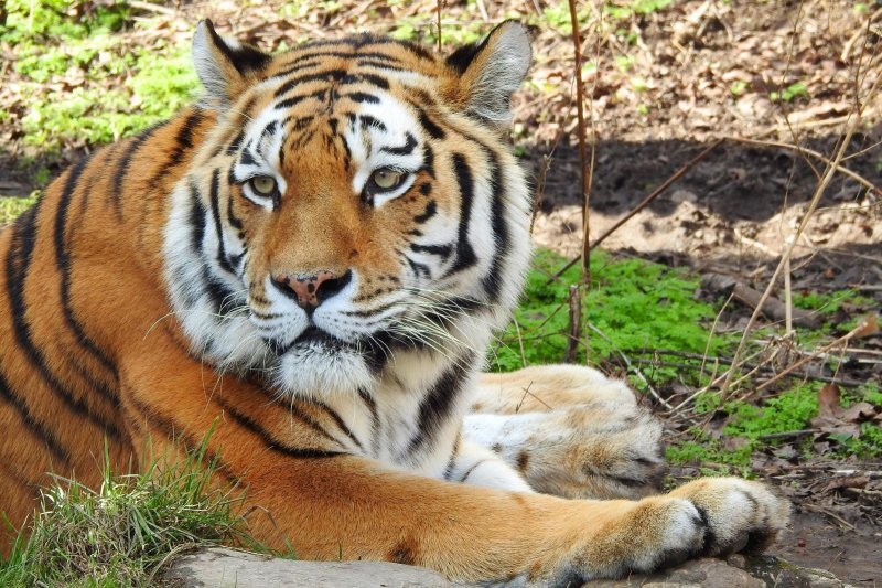 Bečki zoološki vrt Schönbrunn