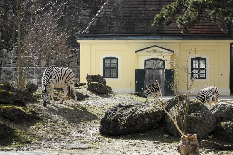 Bečki zoološki vrt Schönbrunn