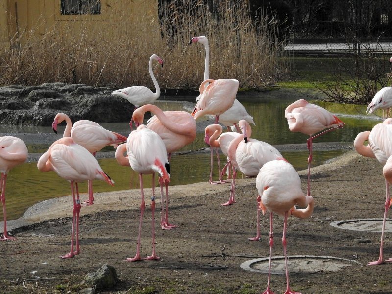 Bečki zoološki vrt Schönbrunn