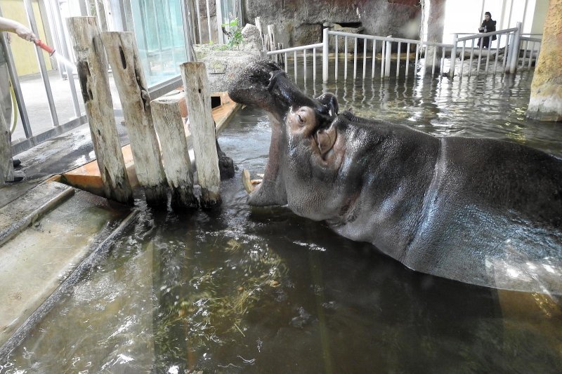 Bečki zoološki vrt Schönbrunn