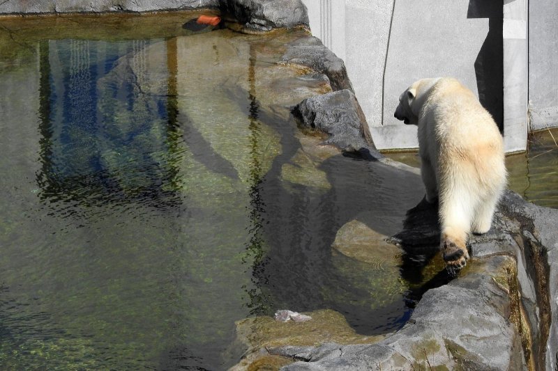 Bečki zoološki vrt Schönbrunn