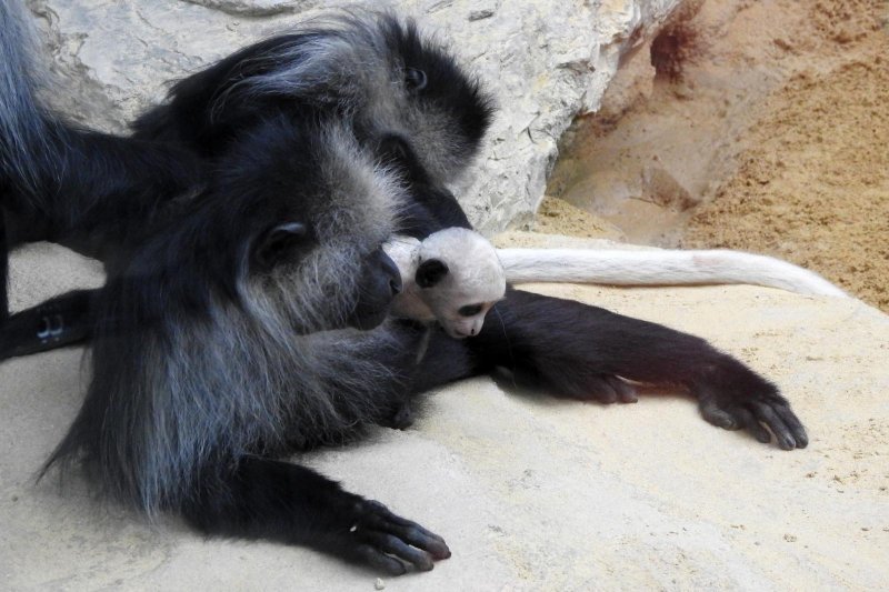 Bečki zoološki vrt Schönbrunn