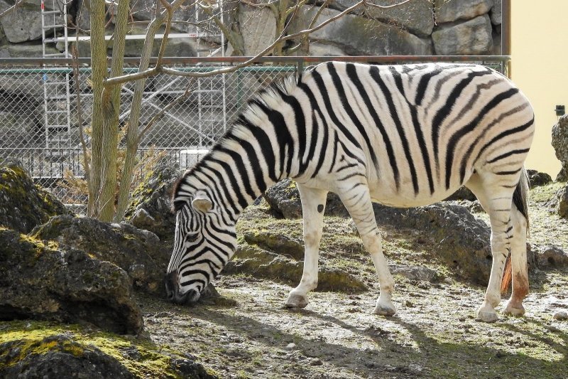 Bečki zoološki vrt Schönbrunn