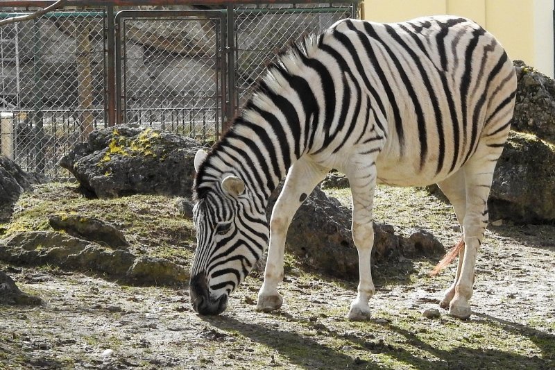 Bečki zoološki vrt Schönbrunn