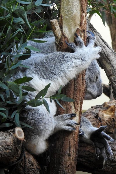 Bečki zoološki vrt Schönbrunn