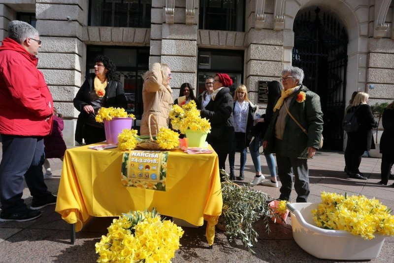 Rijeka: Humanitarna prodaja narcisa za kupnju uređaja za odjel ginokologije na KBC-u