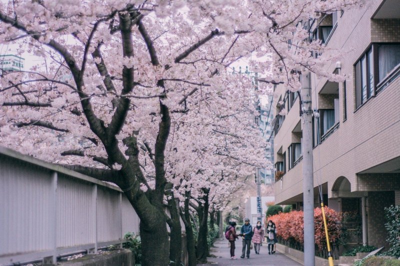 Japanske trešnje u cvatu