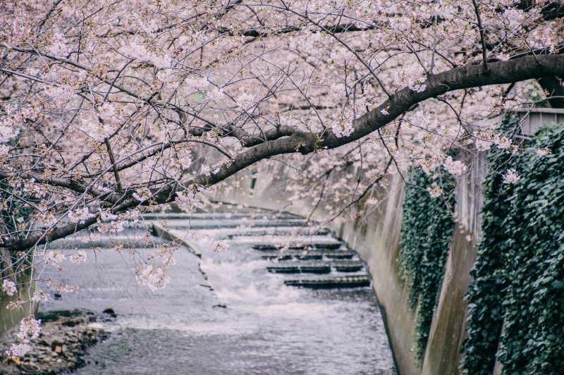 Japanske trešnje u cvatu