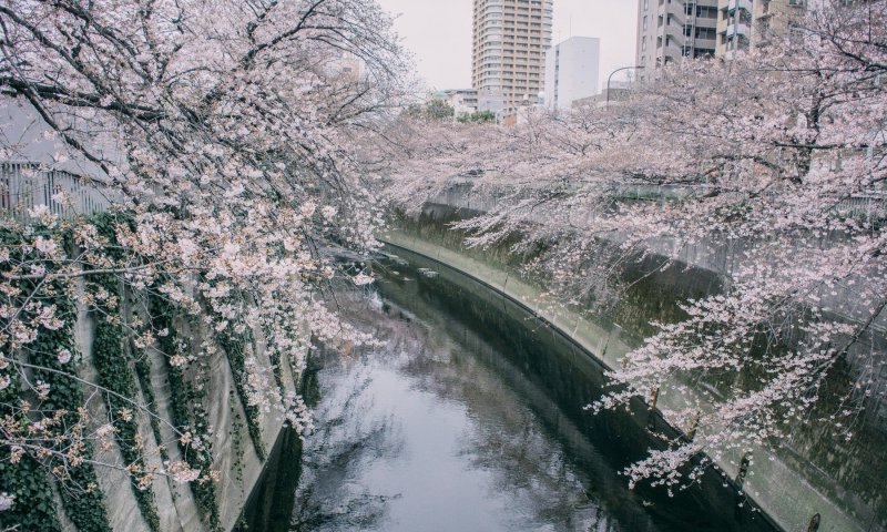 Japanske trešnje u cvatu