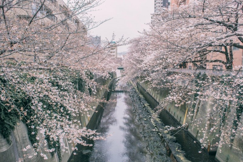 Japanske trešnje u cvatu