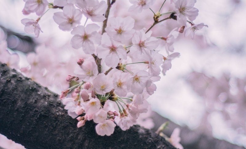 Japanske trešnje u cvatu