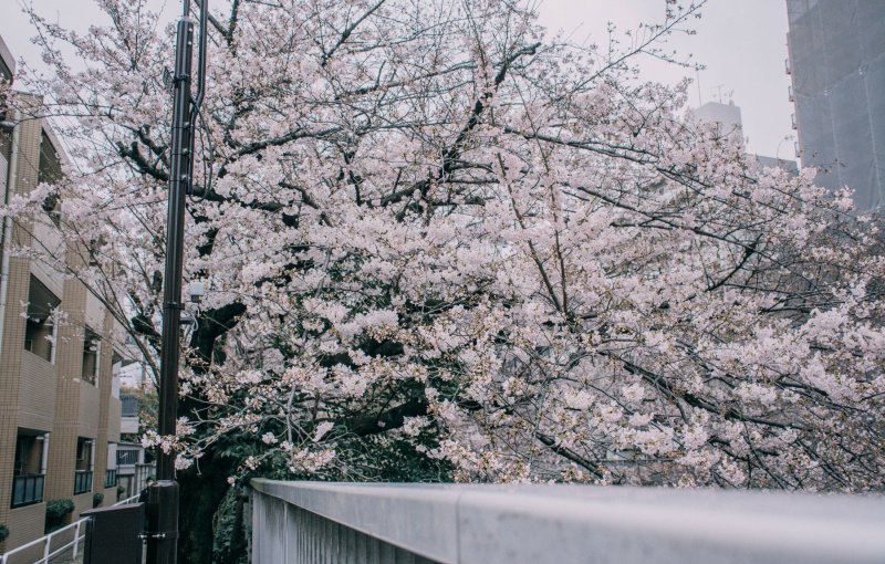 Japanske trešnje u cvatu