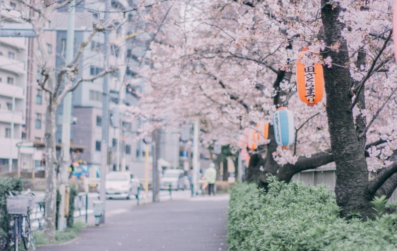 Japanske trešnje u cvatu