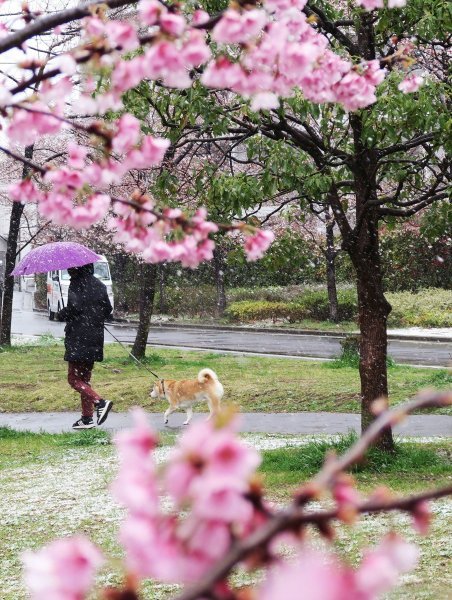 Japanske trešnje u cvatu