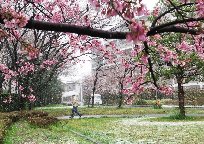 Japanske trešnje u cvatu