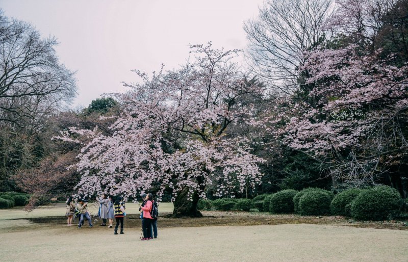 Japanske trešnje u cvatu