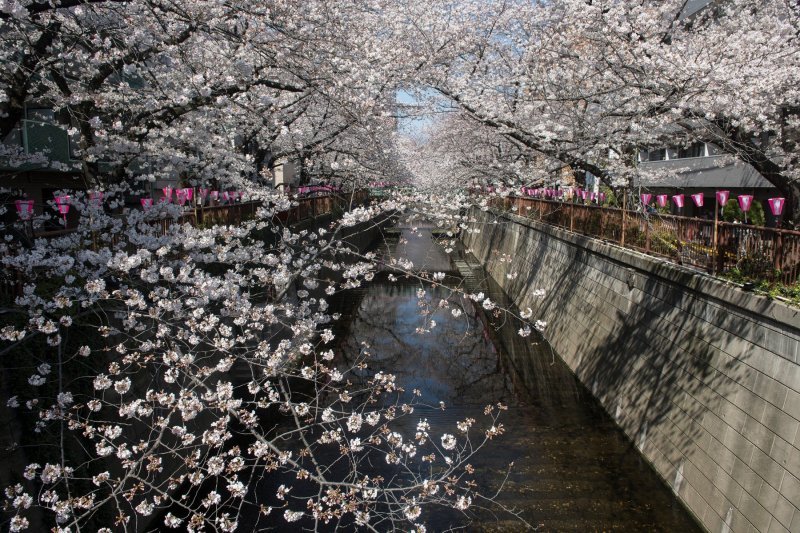 Japanske trešnje u cvatu