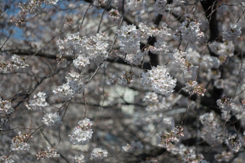 Japanske trešnje u cvatu