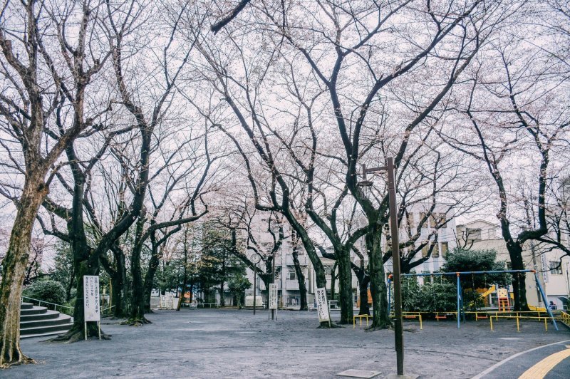 Japanske trešnje u cvatu