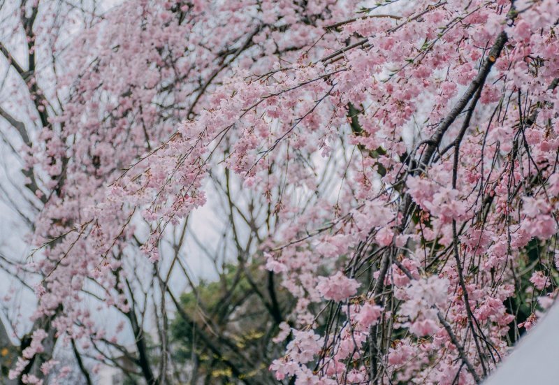 Japanske trešnje u cvatu