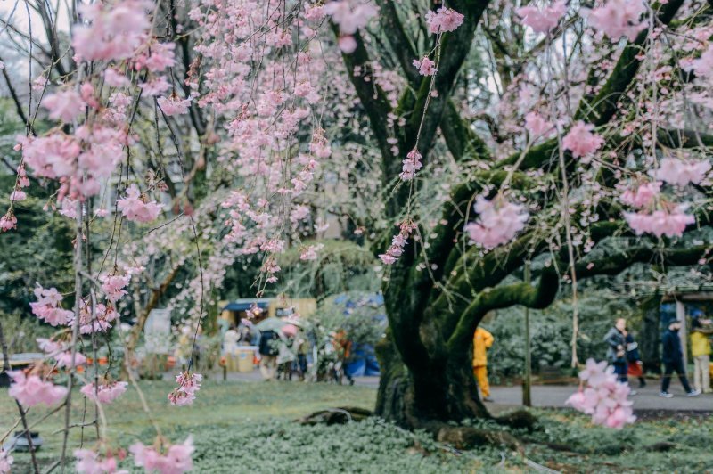 Japanske trešnje u cvatu