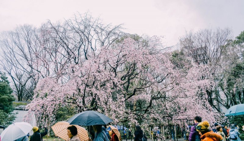 Japanske trešnje u cvatu