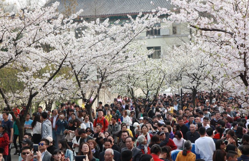 Japanske trešnje u cvatu