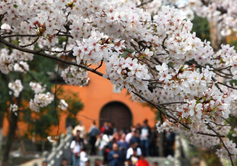 Japanske trešnje u cvatu