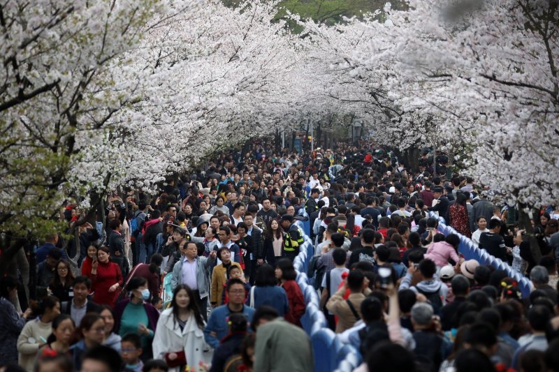 Japanske trešnje u cvatu
