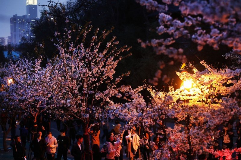 Japanske trešnje u cvatu