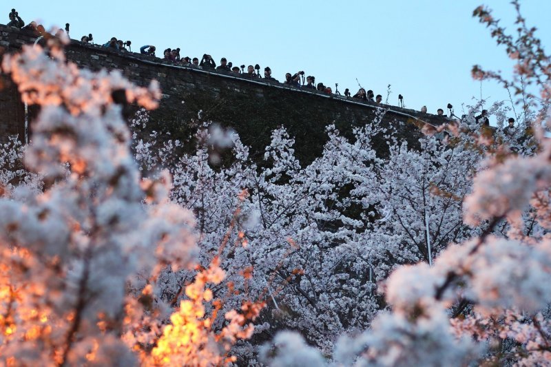 Japanske trešnje u cvatu