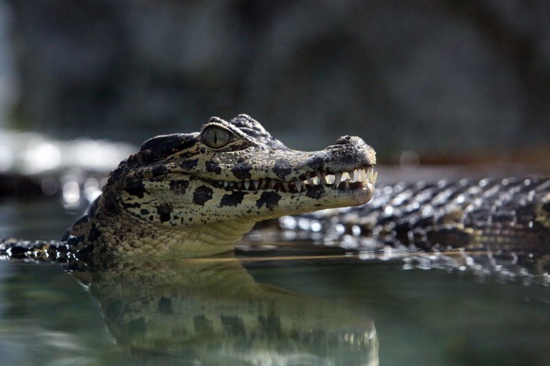 Krokodili u pulskom Aquariumu