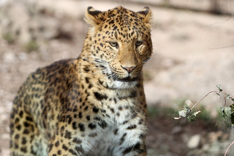 Mužjak kineskog leoparda novi je stanovnik ZOO-a u Zagrebu
