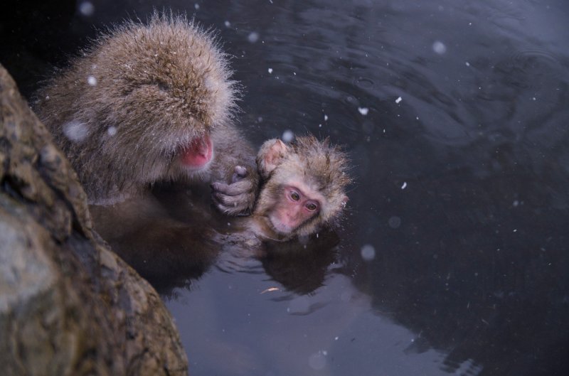 Makaki uživaju u japanskim toplicama