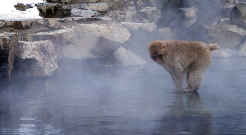 Makaki uživaju u japanskim toplicama