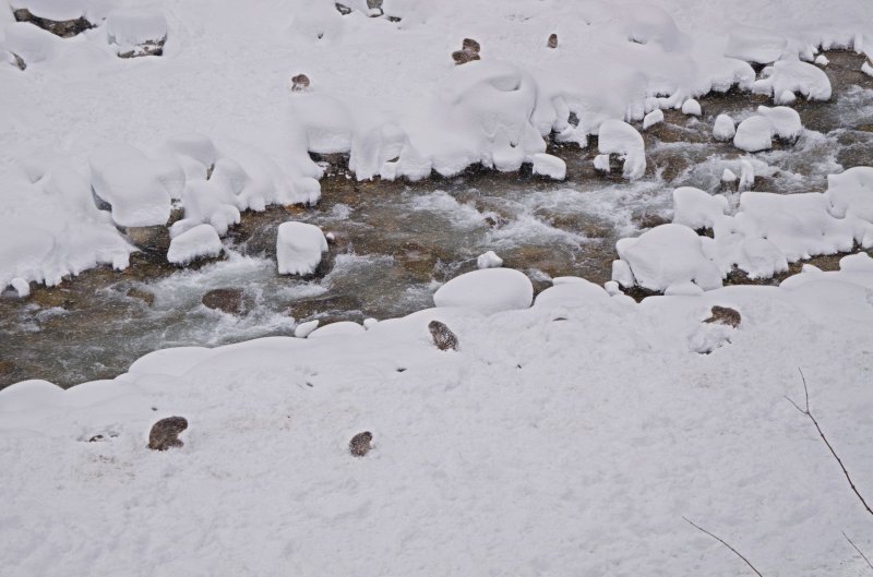 Makaki uživaju u japanskim toplicama