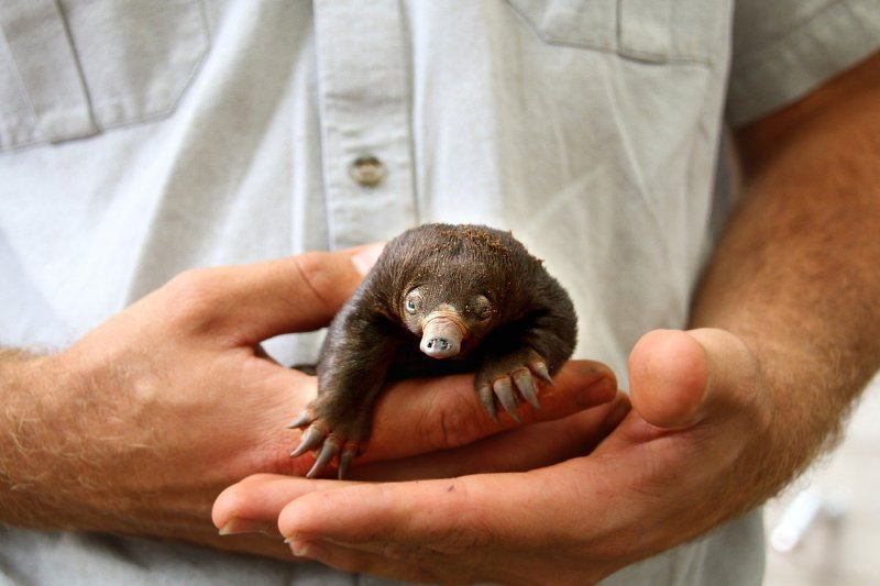 Mali ješci rođeni u australskom Zoološkom vrtu Taronga