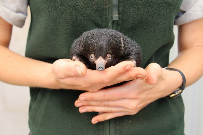 Mali ješci rođeni u australskom Zoološkom vrtu Taronga