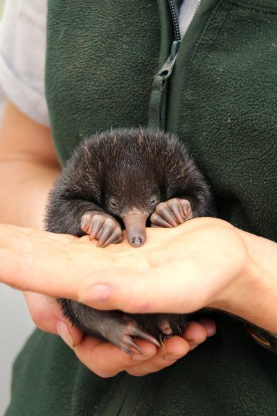 Mali ješci rođeni u australskom Zoološkom vrtu Taronga