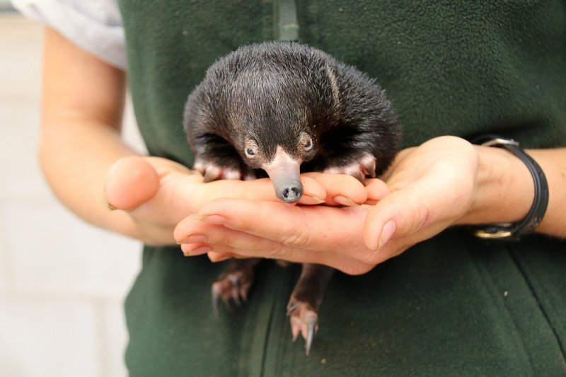 Mali ješci rođeni u australskom Zoološkom vrtu Taronga