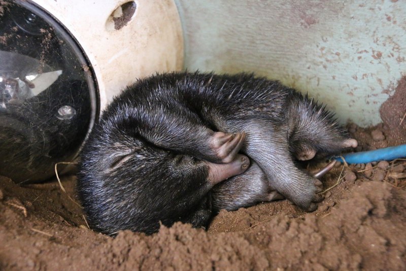 Mali ješci rođeni u australskom Zoološkom vrtu Taronga