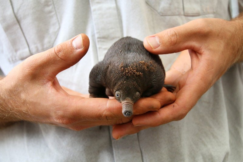 Mali ješci rođeni u australskom Zoološkom vrtu Taronga