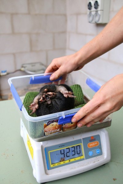 Mali ješci rođeni u australskom Zoološkom vrtu Taronga